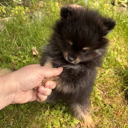 Pomeranian Puppies from Maine Pom’s