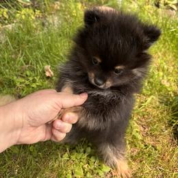 Pomeranian Puppies from Maine Pom’s
