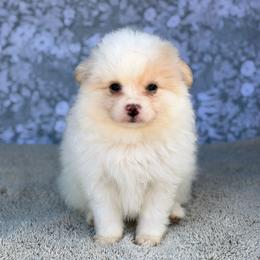 Patch - Cream male Pomeranian puppy in Burleson, Texas from Luxe Paradise House of Chi