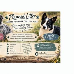Working Dog Cross puppies from DiCola Farm