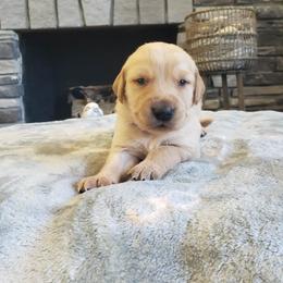 Blue boy - Golden male Golden Retriever puppy in Howell, Michigan from Robbin's Treasures