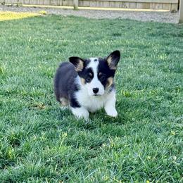 Coyote - Black and tan male Pembroke Welsh Corgi puppy in Ashland, Ohio from SS Australian Shepherds
