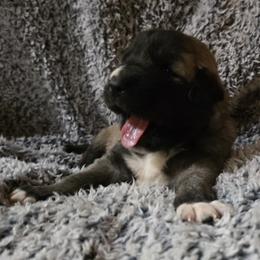 Zara - Fawn female Anatolian Shepherd Dog puppy in La Grange, Georgia from Florida Anatolian Shepherds