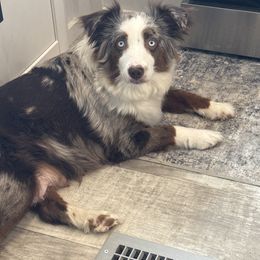 Ivy - Miniature Australian Shepherd