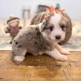 Cinnamon - Blue merle female Aussiedoodle puppy in Cartersville, Georgia from Simply Blessed Doodles