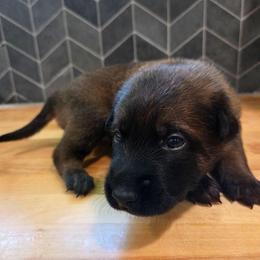 Happy - Fawn male Belgian Malinois puppy in Signal Mountain, Tennessee from Torgun Police Dogs