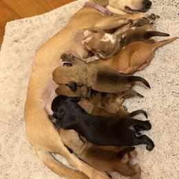 Dachshund puppies from Little B’s Dachshund Farm