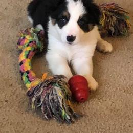 Border Collie Puppies from Cascade Sun Kennels