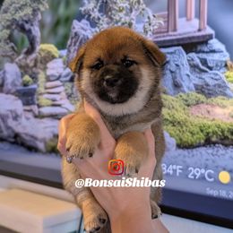 MOCHI - Sesame male Shiba Inu puppy in Minnesota from BonsaiShibas