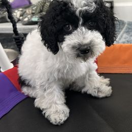 Mr Yellow - Black and white male Cockapoo puppy in Tampa, Florida from Mary Puppins