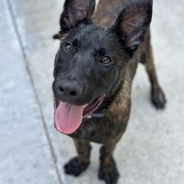 Belgian Malinois, Dutch Shepherd, and German Shepherd Puppies from Stay Wild K9