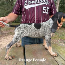 Bluetick Coonhound Puppies from RE Hounds