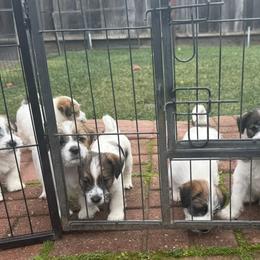 Russell Terrier Puppies from Roger's Russell Terriers