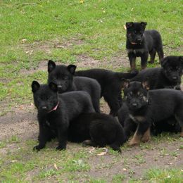 German Shepherd Puppies from Tatum Kennels