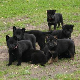 German Shepherd Puppies from Tatum Kennels