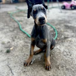 Doberman Pinscher Puppies from Morningstar Kennel