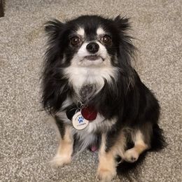Chihuahuas from Hart's Chihuahua