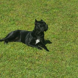 Stormy - Cane Corso