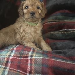 Fred - Red  male Goldendoodle puppy in Waynesboro, Virginia from Forest Creek Kennel