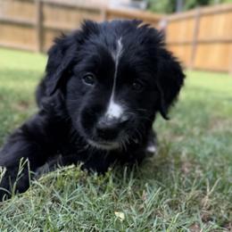 Vega - female Golden Mountain Dog puppy in Boiling Springs, South Carolina from OlliePups, LLC