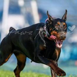 Doberman Pinscher Puppies from Double Take Doberman Kennels