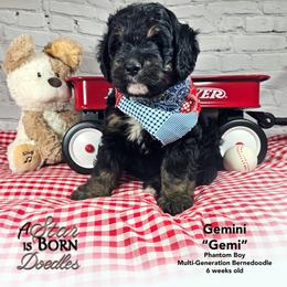 Gemini 'Gemi' - Black Collar - Phantom male Bernedoodle puppy in Jackson, Michigan from A Star is Born Doodles