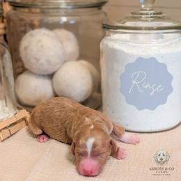 Puppy Pick 2 - Red  male Goldendoodle puppy in Whitesburg, Georgia from Asbury & Co Farms