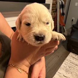 Joy (Aqua) - Light golden female Golden Retriever puppy in Jacksonville, Florida from River City Golden Retrievers