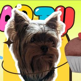 KODY - Yorkshire Terrier