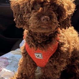 Cavapoos from PierbrunPoodles