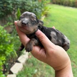 Duke - Dapple male Dachshund puppy in Mt. Vernon, Texas from Double B