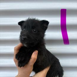 Lily - Brindle female Scottish Terrier puppy in Chattanooga, Tennessee from Oodles of Cuties!