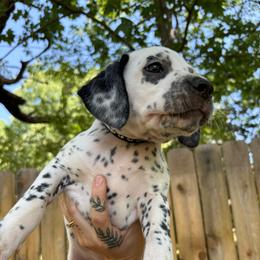 Jewell - White and black female Dalmatian puppy in Demorest, Georgia from Dixon Dalmatians