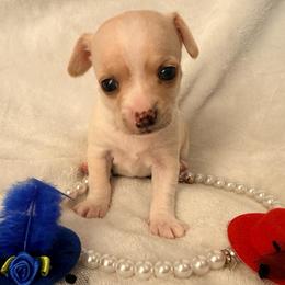 Luna - Cream female Chihuahua puppy in Seneca, Missouri from Stephanie’s Puppy Colony
