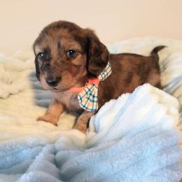 Samuel - Dapple male Dachshund puppy in Annandale, Minnesota from Weiners on a Hill