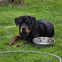 Rohlow Bear - Black and mahogany male Rottweiler puppy in Tangent, Oregon from Raya's Royals