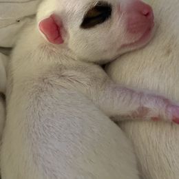 Stepped on a Pop Top - Tri-color male Jack Russell Terrier puppy in Englewood, Florida from Manasota Key Jack Russells