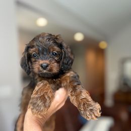 Tonka - Brown and tan male Cockapoo puppy in Alexandria, Alabama from Bright and Beautiful Cockapoos and Doodles