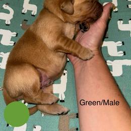 Category five Chaos - Dark golden male Golden Retriever puppy in Gainesville, Florida from Heart and Soul Dog Breeding, Inc.