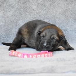 Dark Pink - Sable female German Shepherd puppy in Cherryville, North Carolina from Masky Kennel