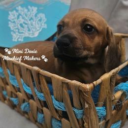 Pooh - Red male Dachshund puppy in Leesburg, Florida from Mini Doxie Mischief Makers