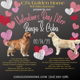 Golden Retriever puppies from CJ’s Golden Home