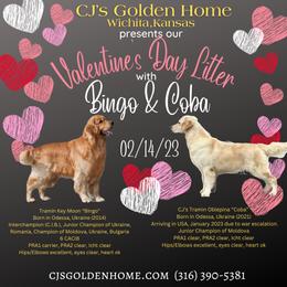 Golden Retriever puppies from CJ’s Golden Home