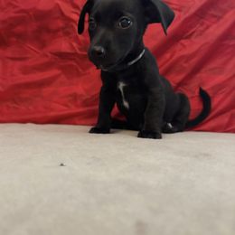 Doc Holiday - White and black male Russell Terrier puppy in Great Falls, Montana from VS Golden Fields