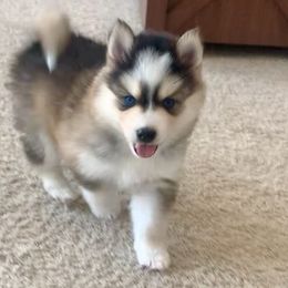 Ivar - $5,675 (Sold) - Pomsky puppy in South Lyon, Michigan from Blue Pearl Pomskies