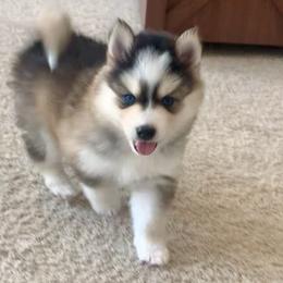 Ivar - $5,675 (Sold) - Pomsky puppy in South Lyon, Michigan from Blue Pearl Pomskies
