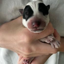 Girl 2 - Blue female Australian Cattle Dog puppy in Irvington, Kentucky from Dry Valley’s Australian Cattle Dogs