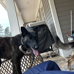 Dutch Shepherd and German Shepherd Puppies from ColesPoliceDogs