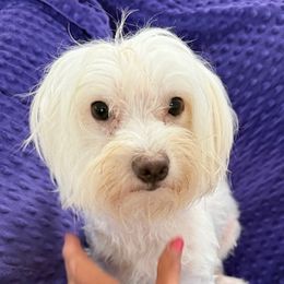 MACIE - Maltese