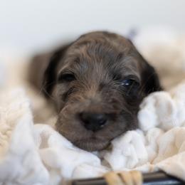 Purple Collar - Merle female Goldendoodle puppy in Sappington, Missouri from Doodle Me This Goldendoodles